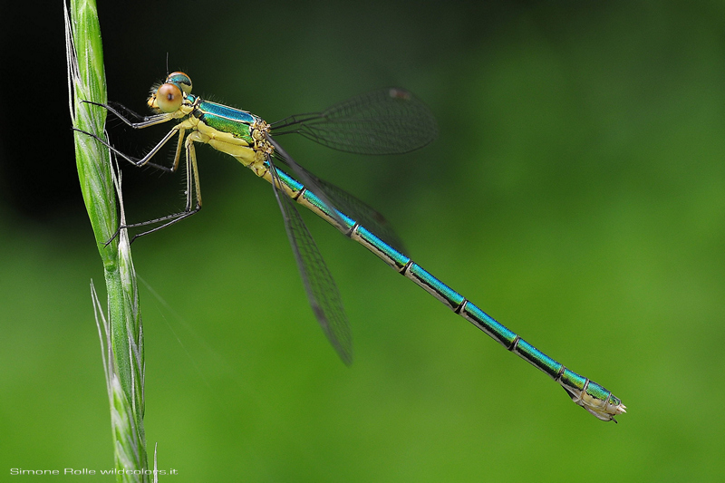 identificazione: Lestes sponsa o dryas ?   No, Lestes virens vestalis